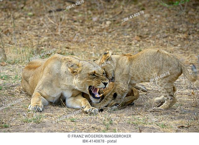 Lioness (Panthera leo), female feeding pups, angry, Lower Zambezi National Park, Zambia