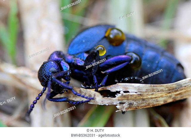 Oil beetle, Black oil beetle (Meloe proscarabaeus), female in defence posture, secration of poison, Germany, Mecklenburg-Western Pomerania