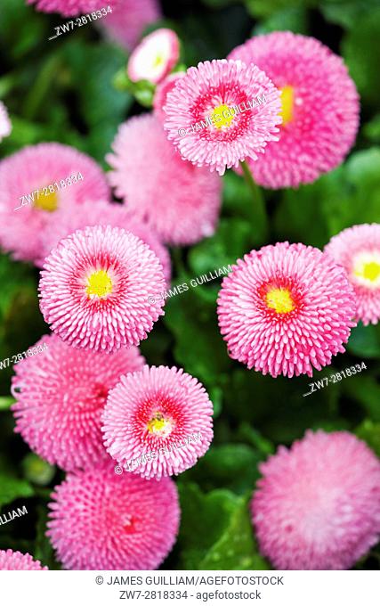 English Daisy (Bellis perennis) Variety Bellissima Rose