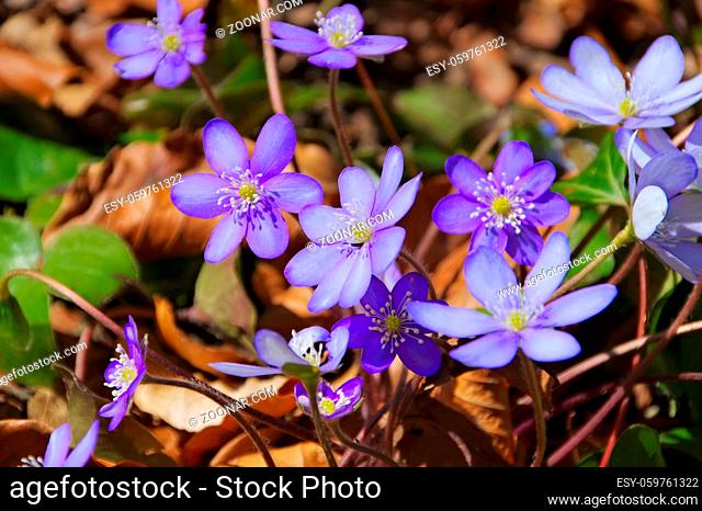 Leberbluemchen im Frühling - blue Hepatica nobilis flower blooming in spring