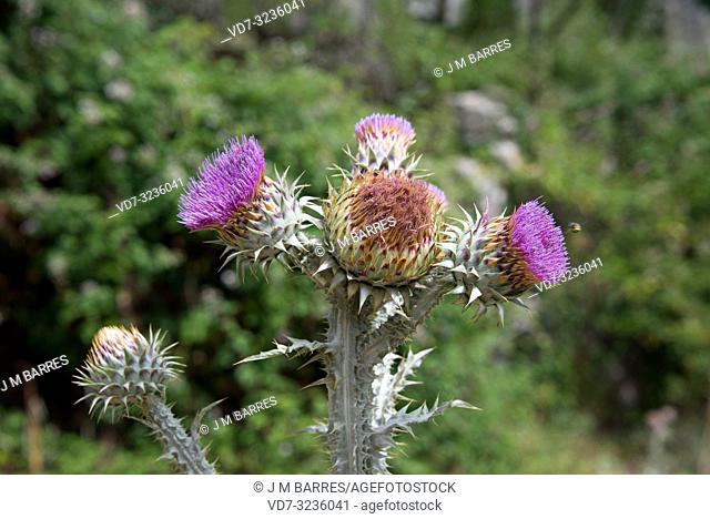 Illiyrian thistle (Onopordum illyricum) is a biennial erect herb native to southern Europe and Turkey. This photo was taken in El Torcal de Antequera