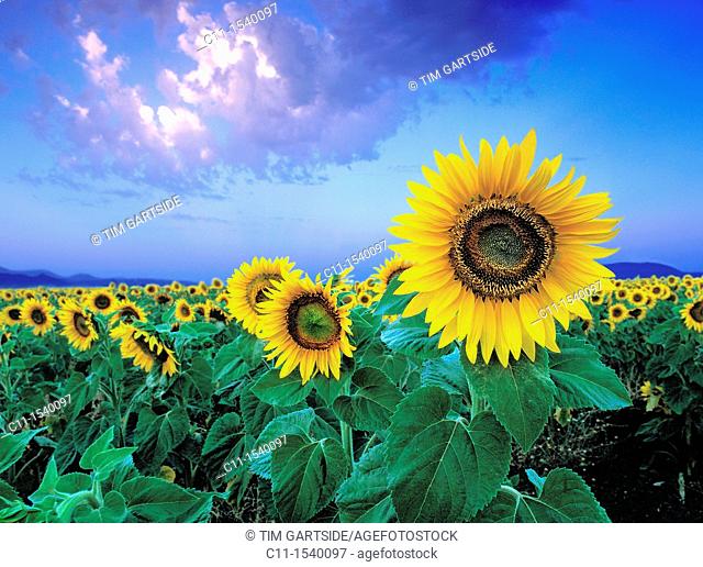 field of sunflowers cordoba andalucia spain
