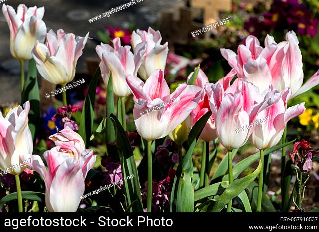 Colourful display of white and red Tulips in East Grinstead