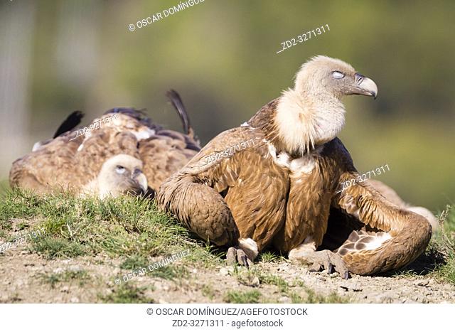 Griffon Vulture (Gyps fulvus) basking. Lleida province. Catalonia. Spain