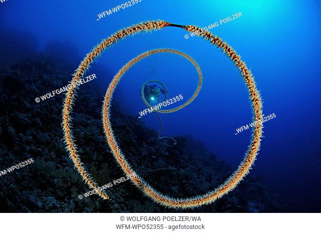 Spiral wire coral and scuba diver, Cirripathes spiralis, St. Johns Reefs, Red Sea, Egypt