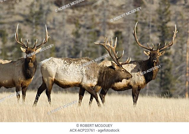 Three large bull elk foraging in a winter meadow in Jasper National Park, Alberta Canada