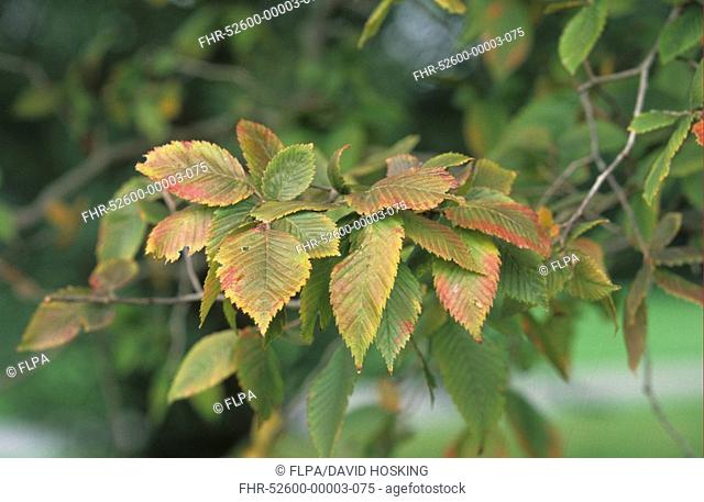 European White Elm Ulmus laevis leaf, autumn