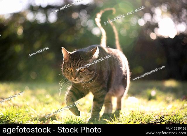 tabby shorthair cat walking on sunny meadow in backlight outdoors in nature