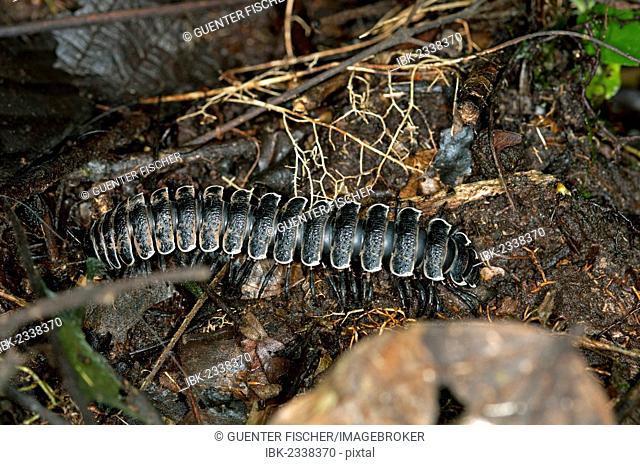 Millipede (Polydesmida), Ecuador, Tiputini rain forest, Yasuni National Park, Ecuador, South America