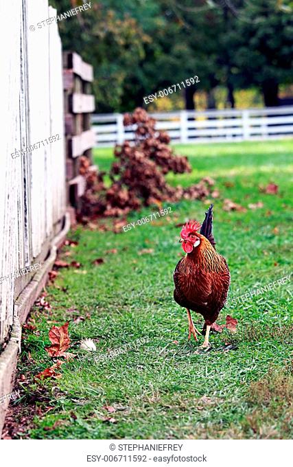 Free range rooster walking around the farm yard