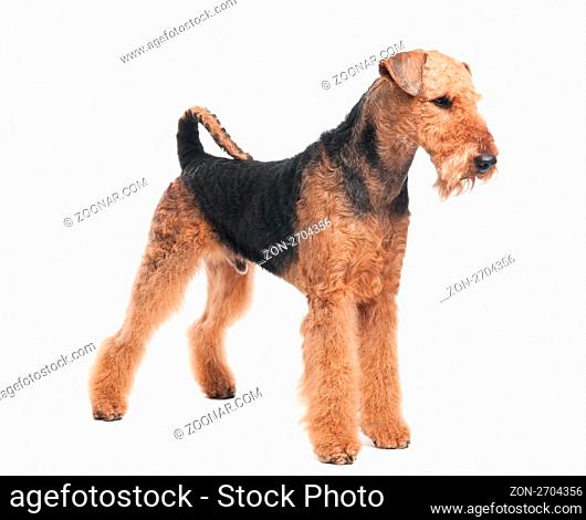 One standing Black brown Airedale Terrier dog isolated on white