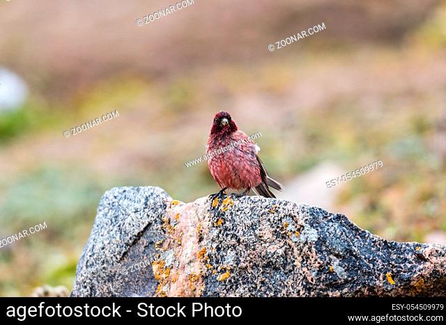 tibetan rosefinch, carpodacus roborowskii, for chinese specialty species, It is only found in qinghai