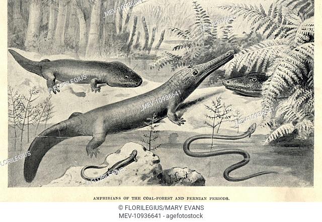 Amphibians of the Permian period. Lithograph after an illustration by J. Smit from H. N. Hutchinson's Extinct Monsters and Creatures of Other Days