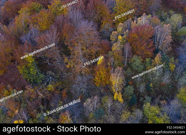 Aerial view, Landscape in autumn, Beech forest, Ramales de la Victoria, Alto Ason, Cantabria, Spain, Europe