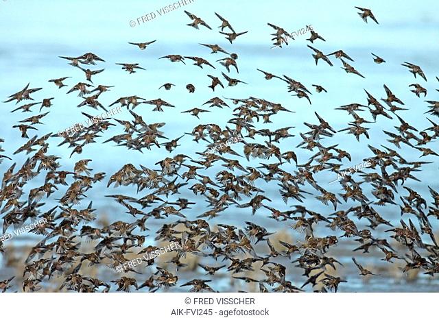 Flock of Twites (Linaria flavirostris) flying away above the Wadden Sea coast in Friesland, Netherlands