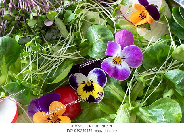 Closeup of a spring salad with edible pansy flowers and fresh broccoli and kale microgreens