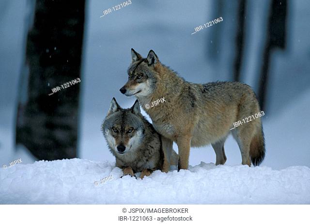 Eastern Canadian Wolf or Eastern Canadian Red Wolf (Canis lupus lycaon), couple in the snow