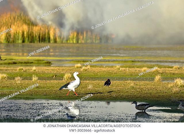 Detail of fire of reeds inside the lake Junín in Ondores, that damages the habitat of the birds that live there (Chloephaga melanoptera). Junin, Perú