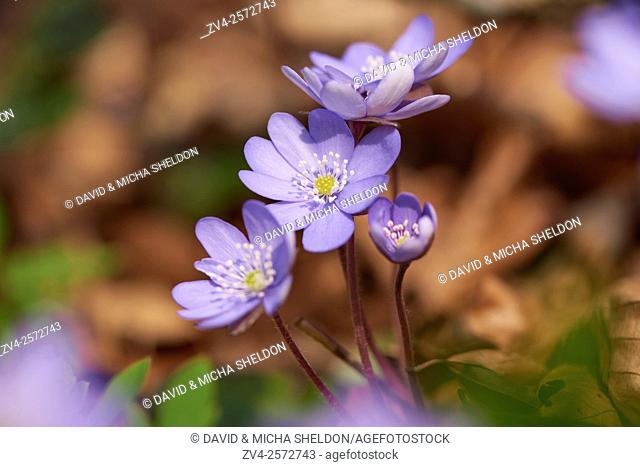 Close-up of Common Hepatica (Anemone hepatica) blossoms in spring, Germany
