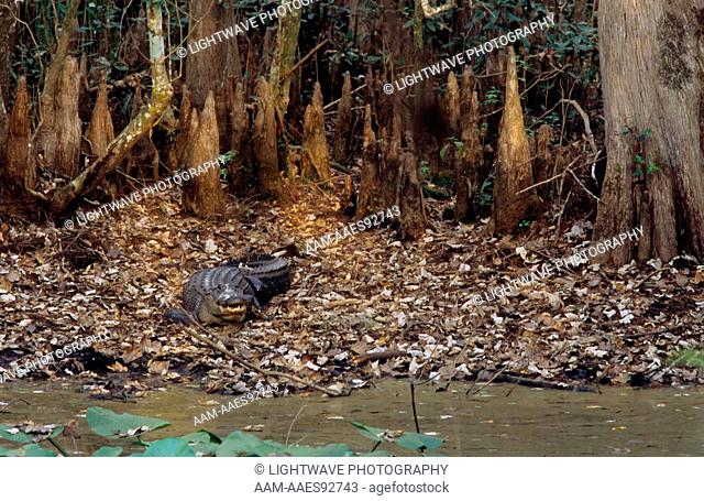 American Alligator defending nest Little Charlie Bowlegs creek, Highlands Hammock S.P., FL