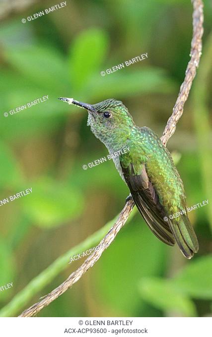 Scaly-breasted Hummingbird (Phaeochroa cuvierii) perched on a branch in Costa Rica