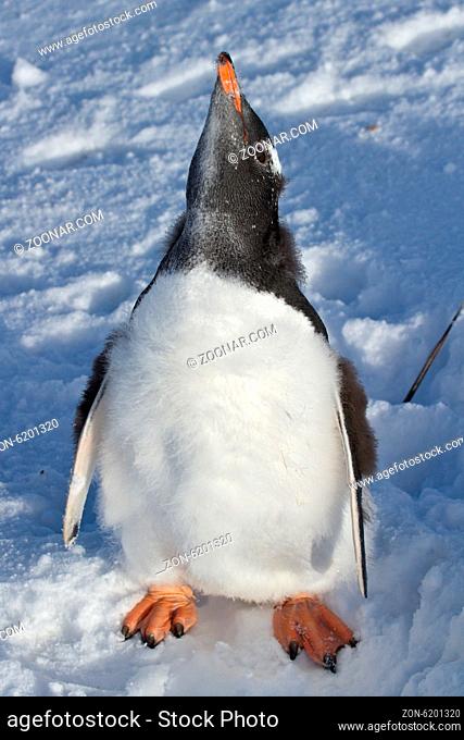 almost completely molted penguin chick Gentoo on snow