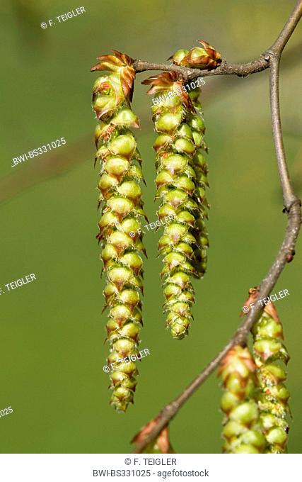 common hornbeam, European hornbeam (Carpinus betulus), branch with male catkins, Germany