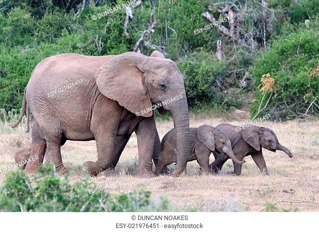 Baby African Elephants and Mom