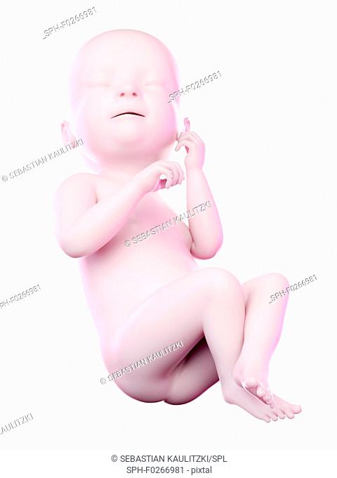 Fetus at week 38, computer illustration