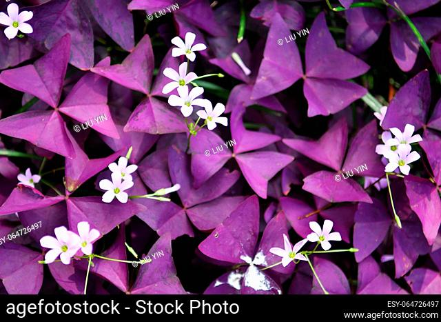 Photo of several pretty little pink flowers on a background of purple leaves