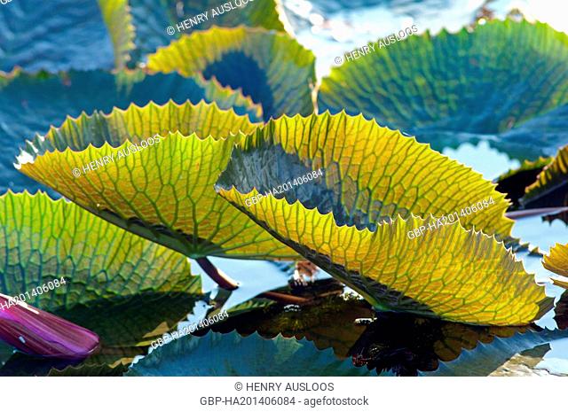 Red Indian water lily - Leaf (Nymphaea pubescens) - Tale Noi - Patthalung - Thailand