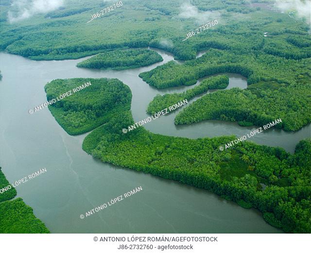 Rainforest. Corcovado National Park, Osa Peninsula, Puntarenas Province, Costa Rica, Central America, America
