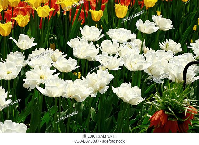 Tulipani doppi tardivi Mount Tacoma, double late tulips