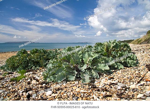 Sea Kale Crambe maritima growing on shingle beach habitat, Ringstead Bay, Dorset, England, spring
