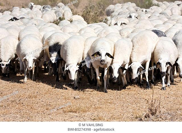 domestic sheep Ovis ammon f. aries, flocks of sheep at Rabanal del Camino, Spain, Kastilien & Len, Weg von El Ganso nach Rabanal de