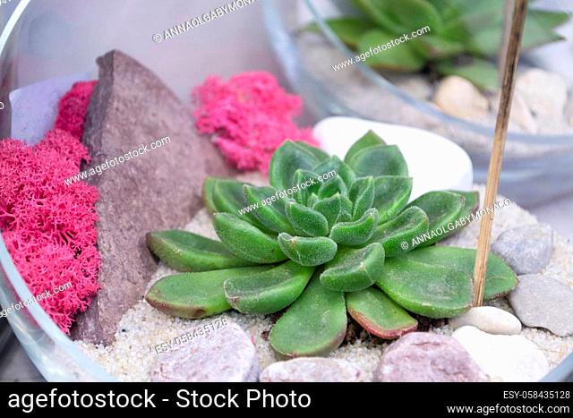 Succulent arrangement in a glass vase or terrarium, green echeveria and pink moss, closse up