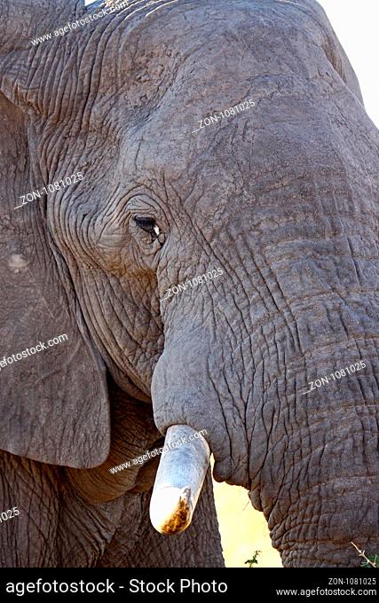 Nahaufnahme afrikanischer Elefant (Loxodonta africana) im Chobe Nationalpark, Botswana
