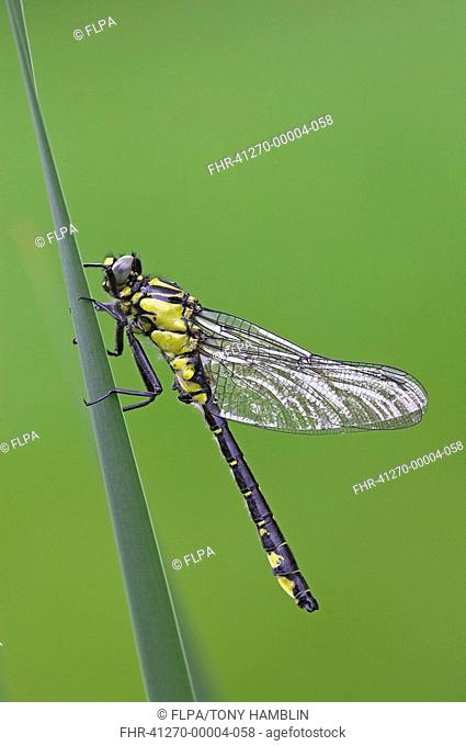 Club-tailed Dragonfly Gomphus vulgatissimus adult female, resting on reedmace leaf, Warwickshire, England, spring