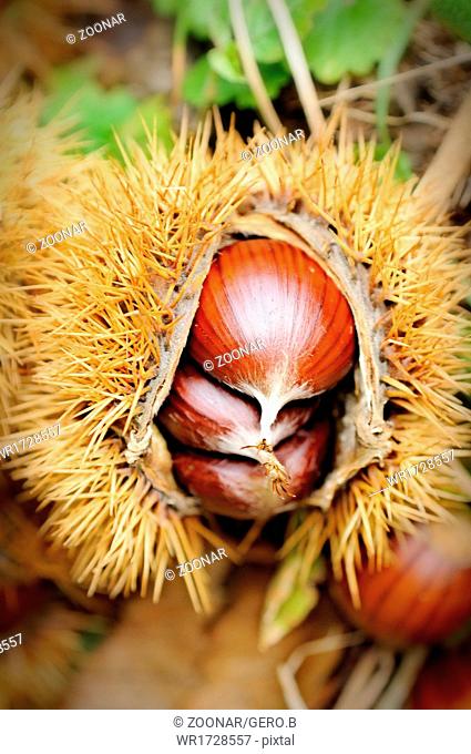 Vertically mature chestnuts