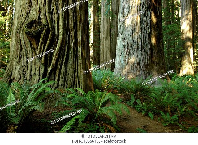 Jedediah Smith Redwoods State Park and Redwood National and State Parks, CA, California, Frank D. Stout Memorial Grove