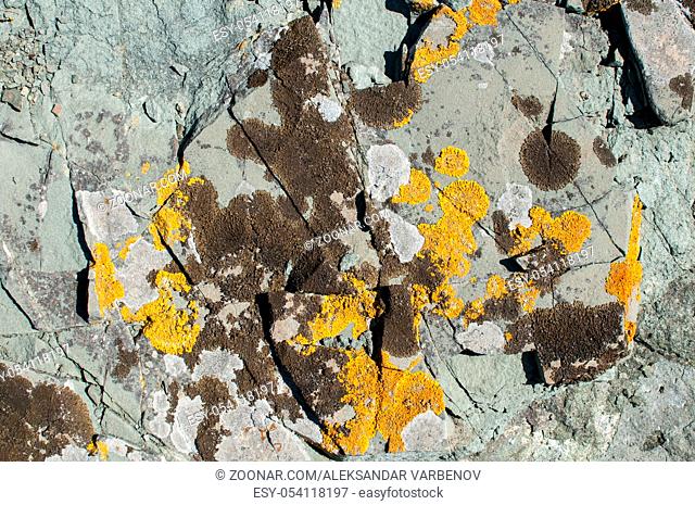 Surface of sea rock covered with colorlful yellow lichens closeup as natural background