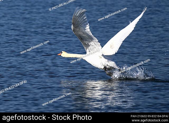 02 June 2021, Baden-Wuerttemberg, Unteruhldingen Am Bodensee: A swan takes off from the water to fly over Lake Constance. Photo: Felix Kästle/dpa