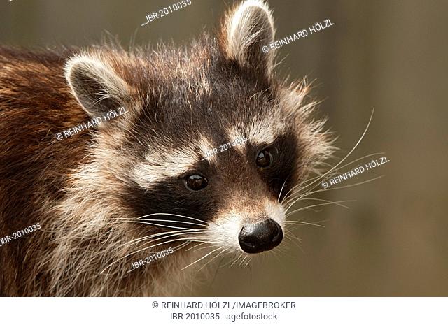 Raccoon (Procyon lotor), portrait, Wildpark Assling wildlife park, East Tyrol, Austria, Europe