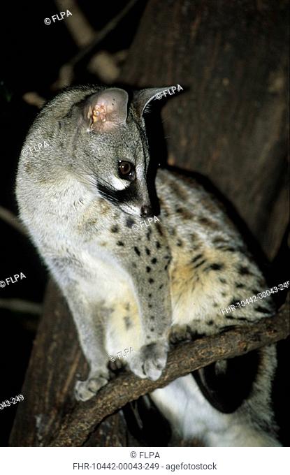 Small-spotted Genet Genetta genetta Sitting on branch / close-up