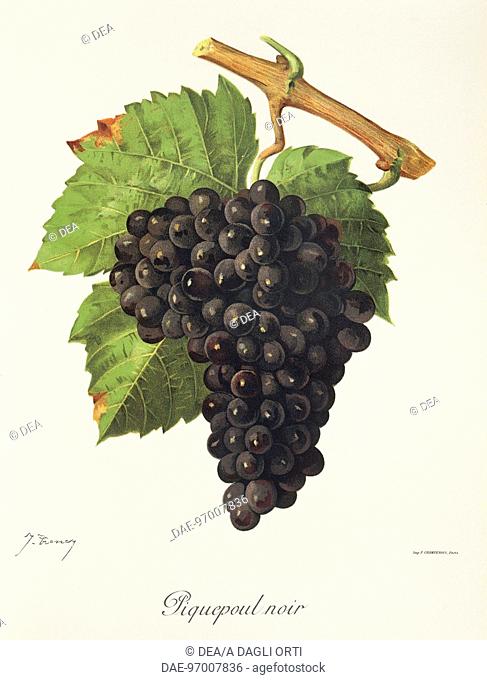 Pierre Viala (1859-1936), Victor Vermorel (1848-1927), Traite General de Viticulture. Ampelographie, 1901-1910. Tome II, plate: Piquepoul Noir grape