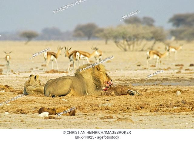 Lion (Panthera leo) and a killed springbok (Antidorcas marsupialis), Nxai Pan, Makgadikgadi Pans National Park, Botswana, Africa