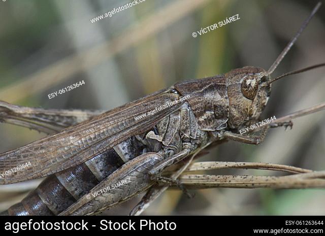 Grasshopper (Chorthippus sp. ) (biguttulus-group). Female. Escuain Valley. Ordesa and Monte Perdido National Park. Pyrenees. Huesca. Aragon. Spain