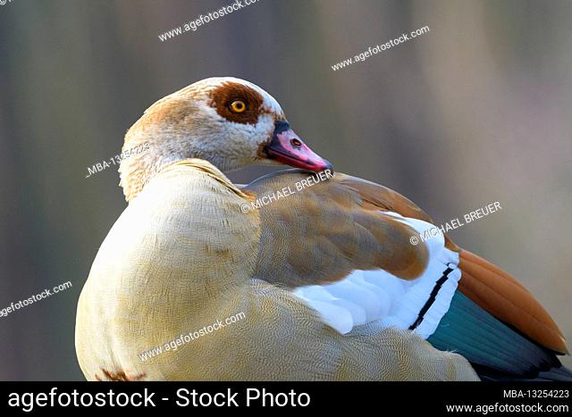Egyptian goose (Alopochen aegyptiacus), March, Hesse, Germany