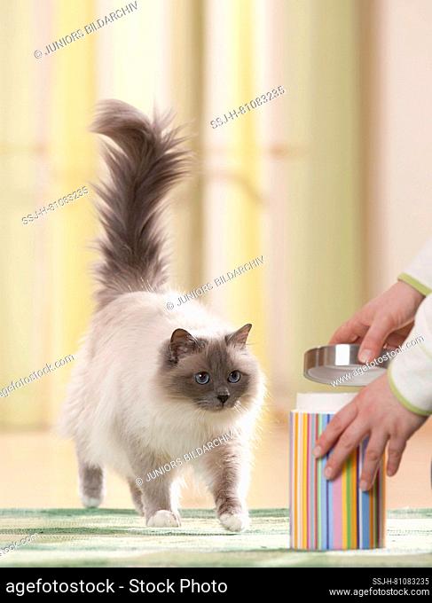 Birman, Sacred Cat of Burma. Adult cat approaching a feeding tin expectantly. Germany