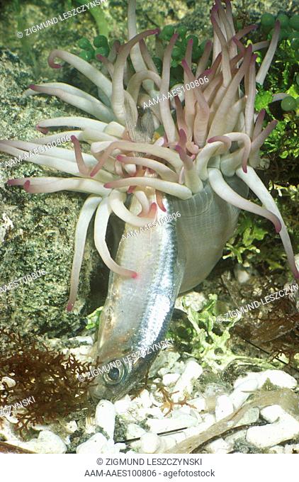 Anemone -Caribbean (Condylactis passiflora) eating fish just stung